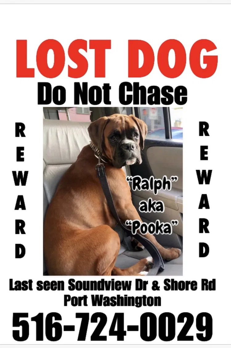 Lost dog in Port Washington, NY, 11050