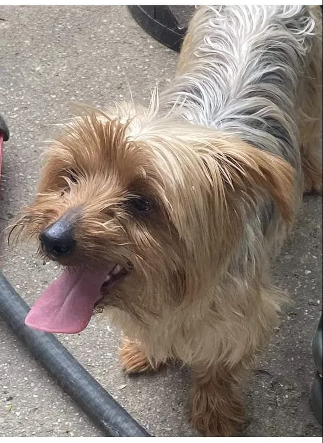 Lost dog in Merrillville, IN, 46410