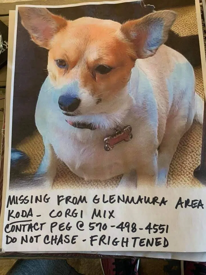 Lost dog in Moosic, PA, 18507