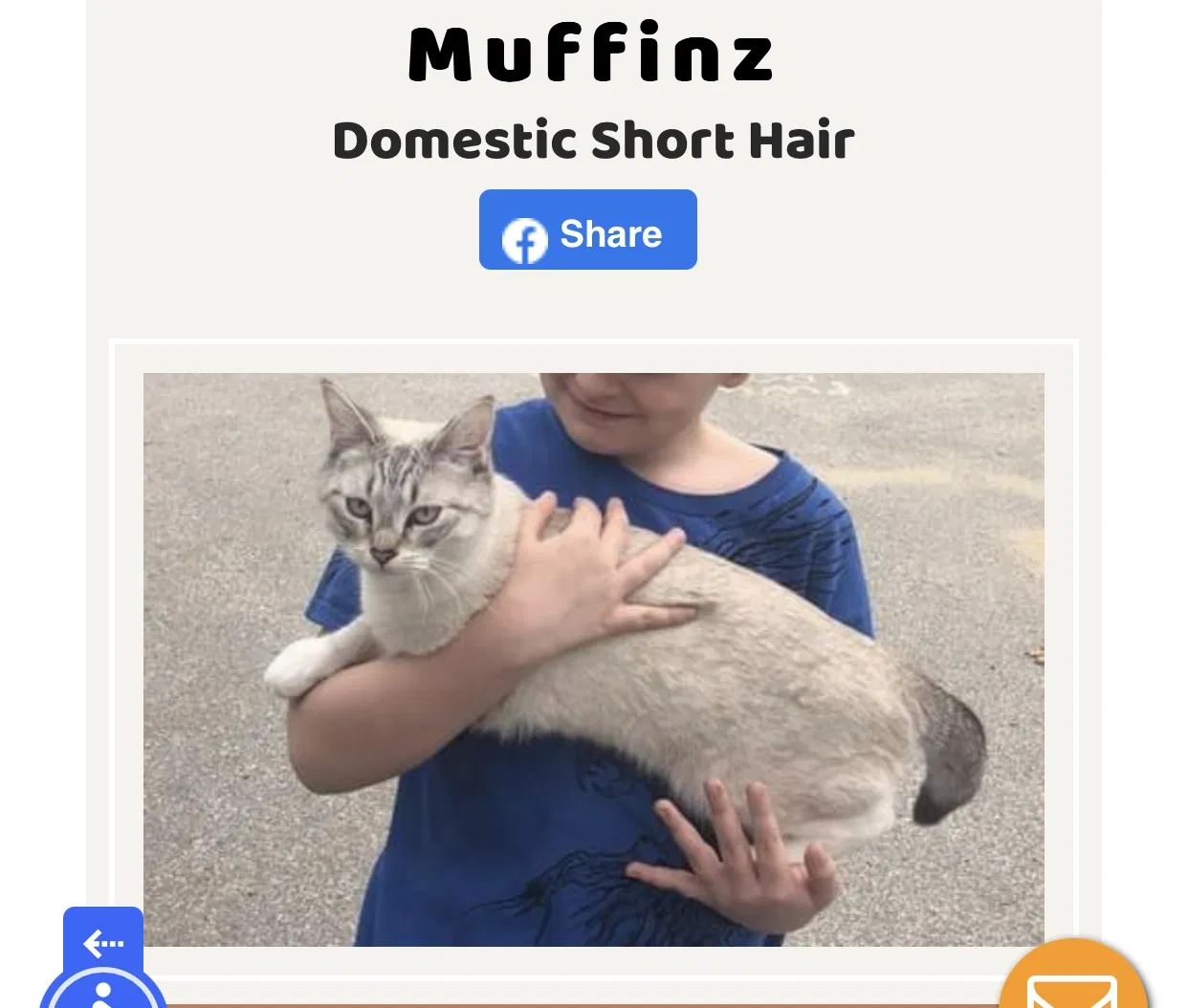 Lost cat in Nashua, NH, 3063