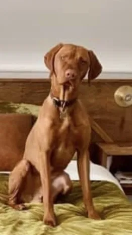 Lost dog in Jim Thorpe, PA, 18229