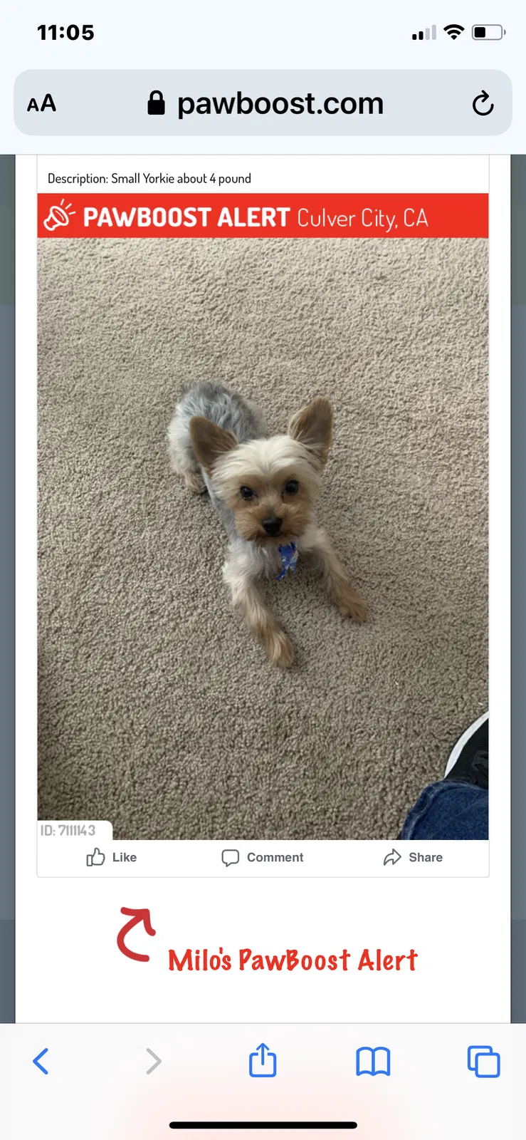 Lost dog in Culver City, CA, 90230