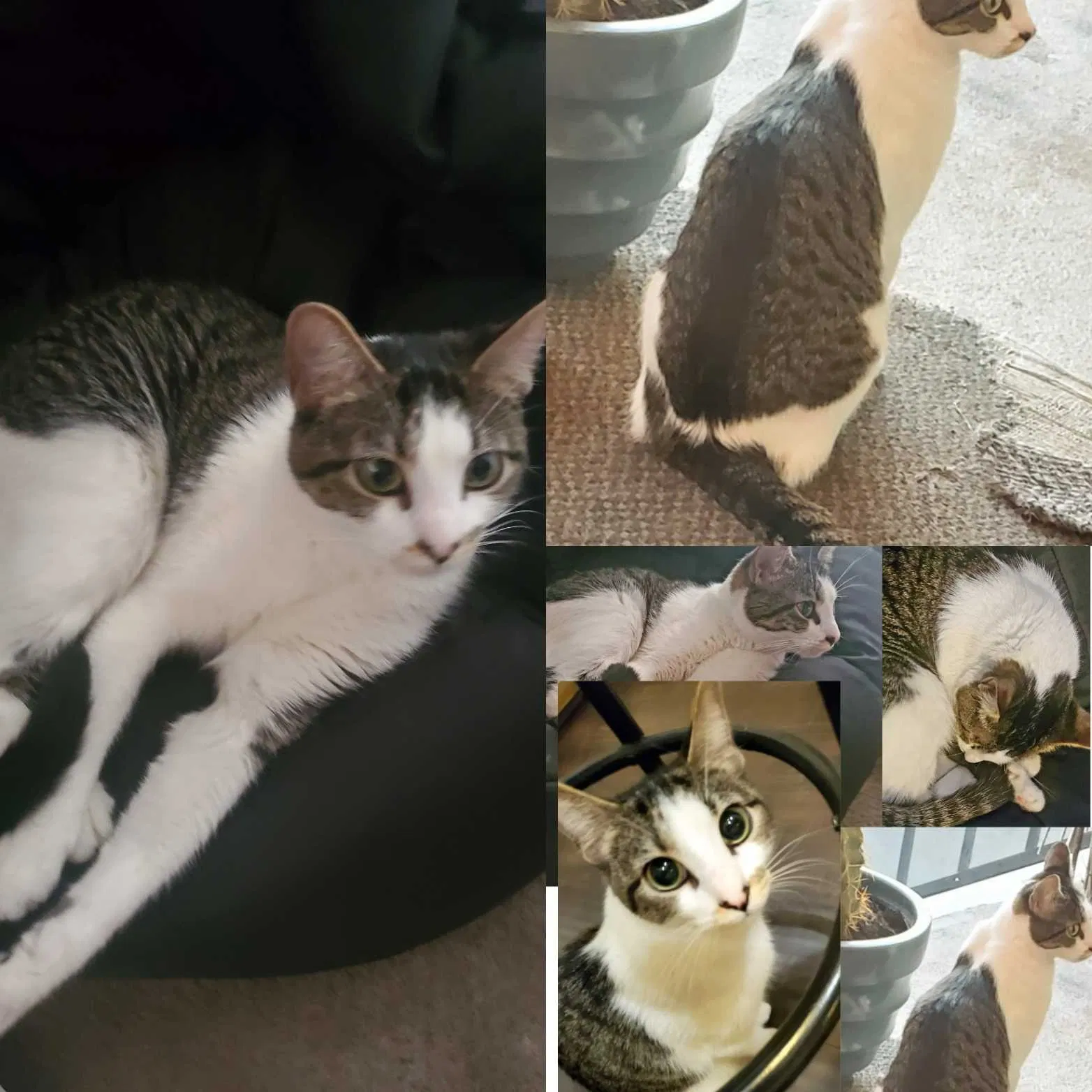 Lost cat in Hemet, CA, 92544