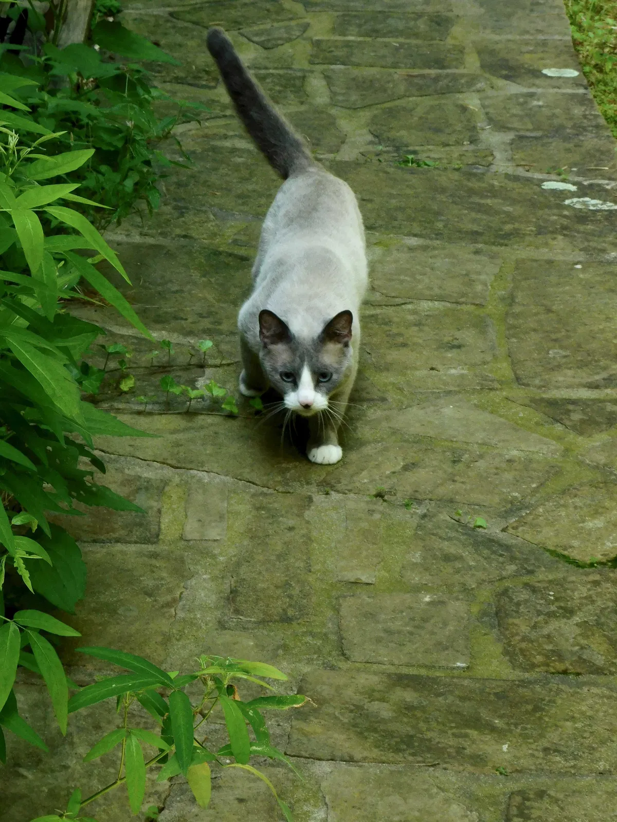 Found cat in Booneville, AR, 72927