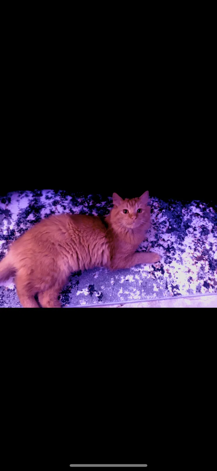 Lost cat in Athens, TX, 75751