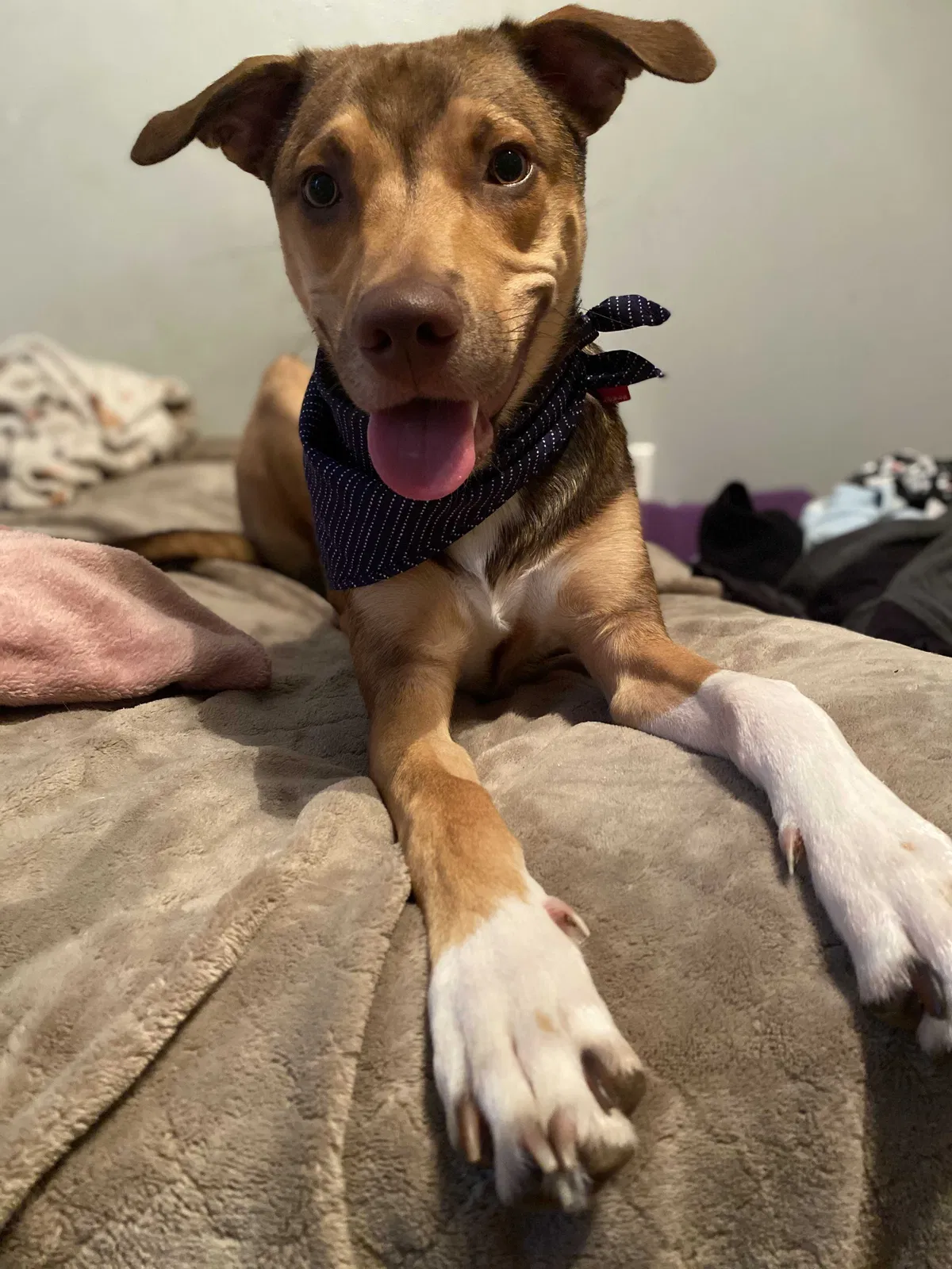 Lost dog in North Charleston, SC, 29405