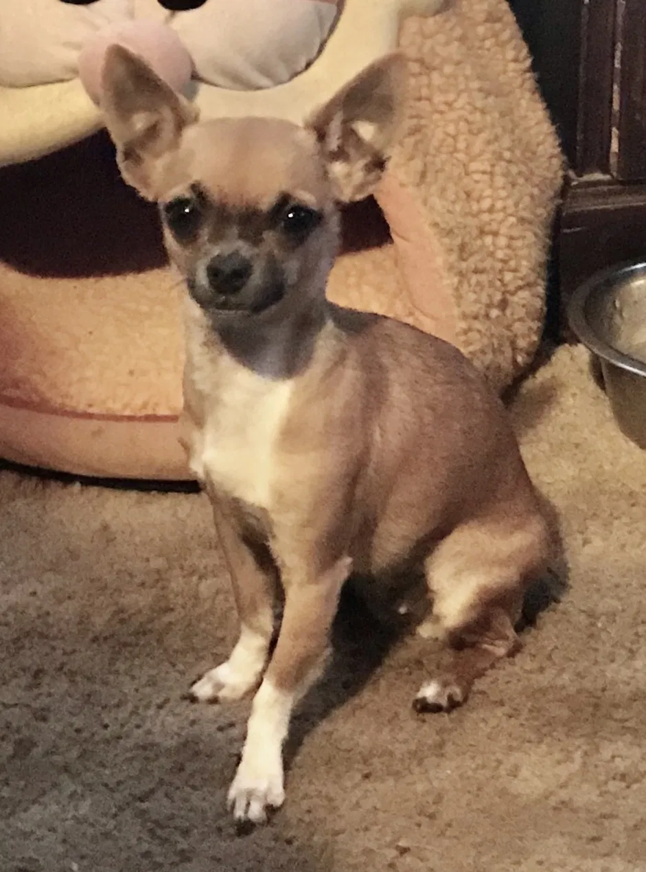 Lost dog in Aliquippa, PA, 15001