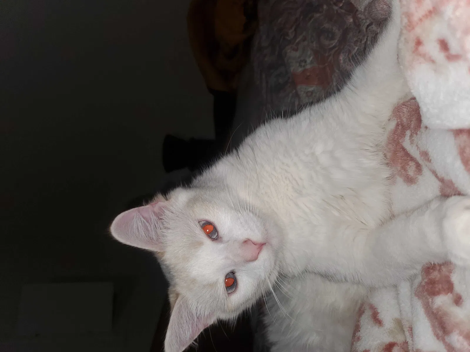 Lost cat in Gresham, OR, 97030