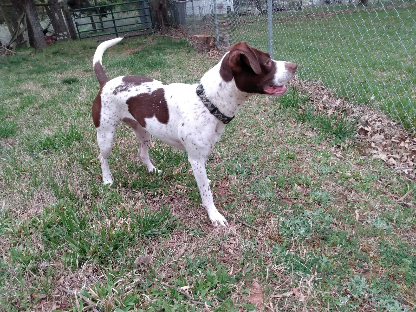 Found dog in Winston Salem, NC, 27105