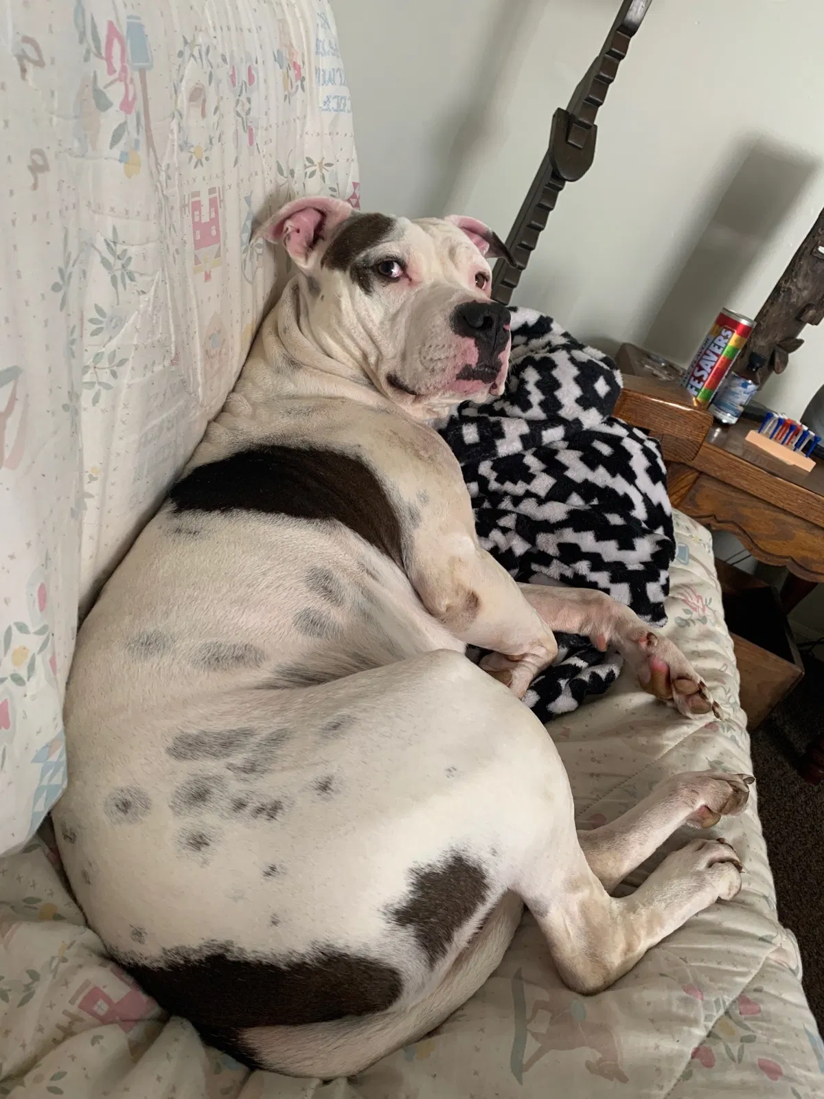 Lost dog in Indianapolis, IN, 46208
