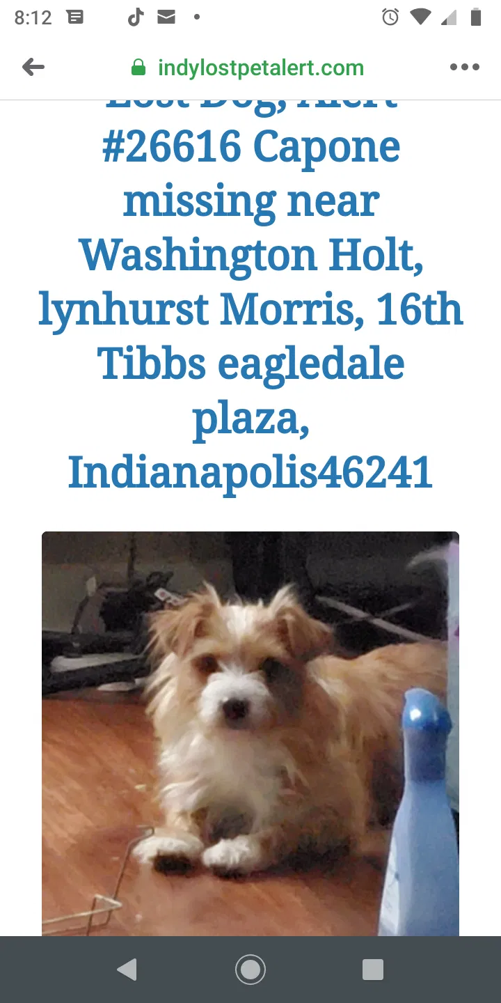 Lost dog in Indianapolis, IN, 46241