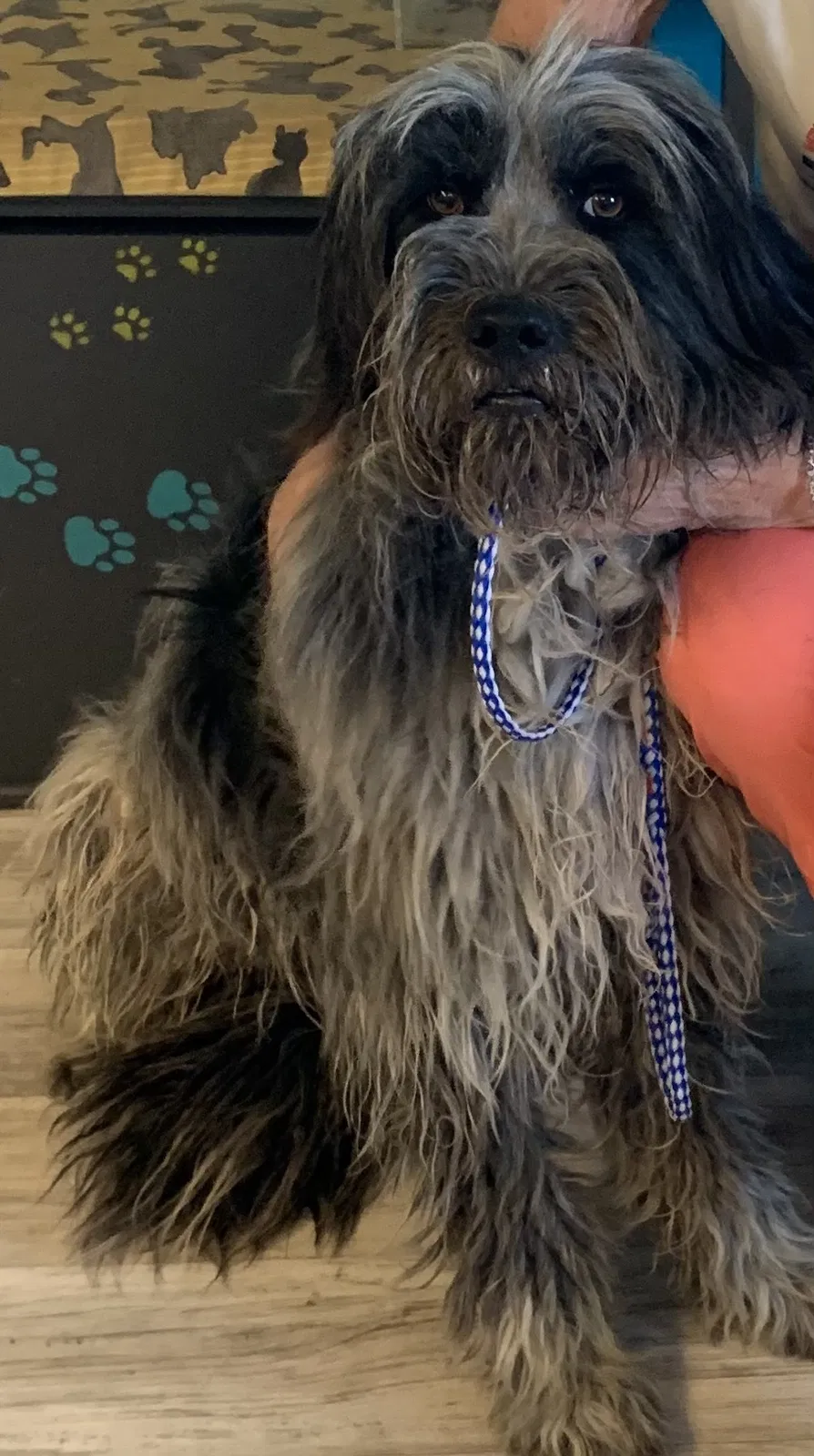 Lost dog in Sahuarita, AZ, 85629