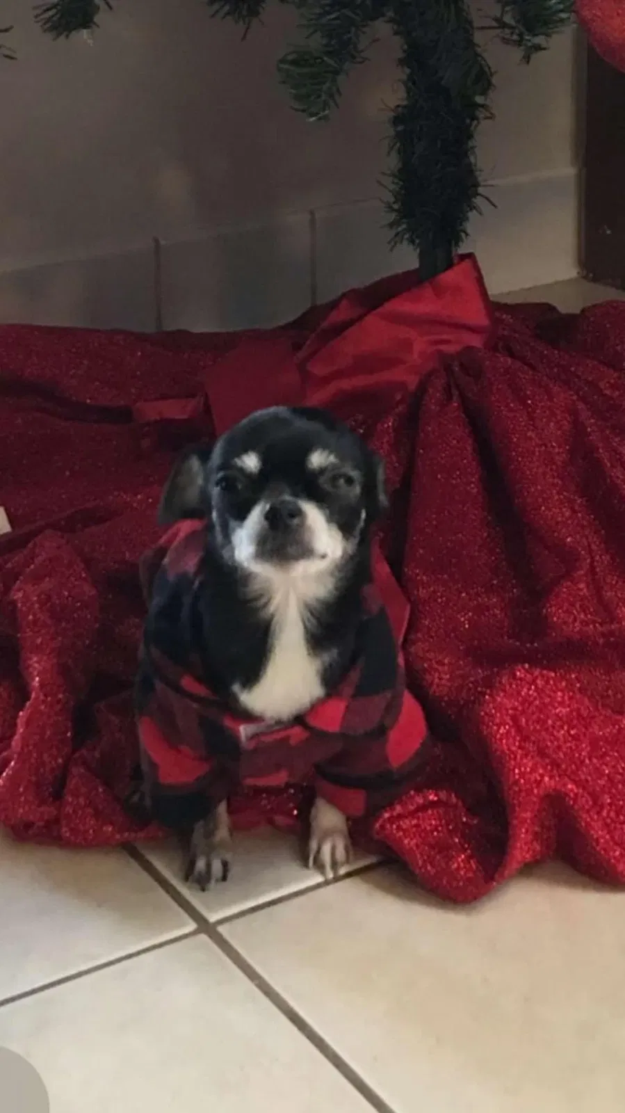Lost dog in Aurora, IL, 60505