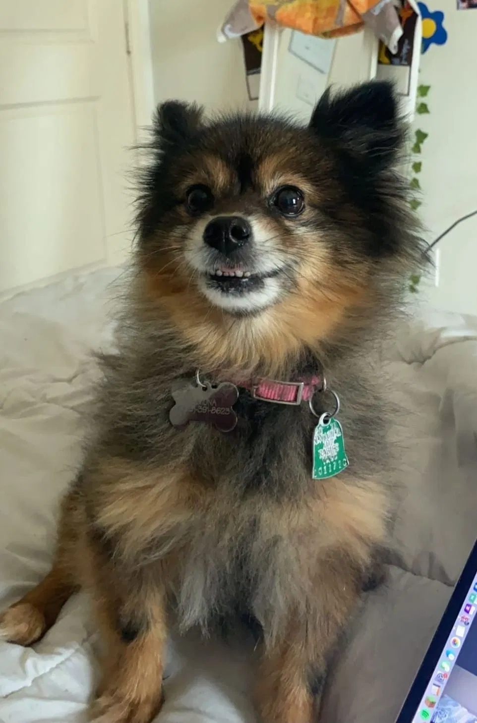 Lost dog in Mission, TX, 78572