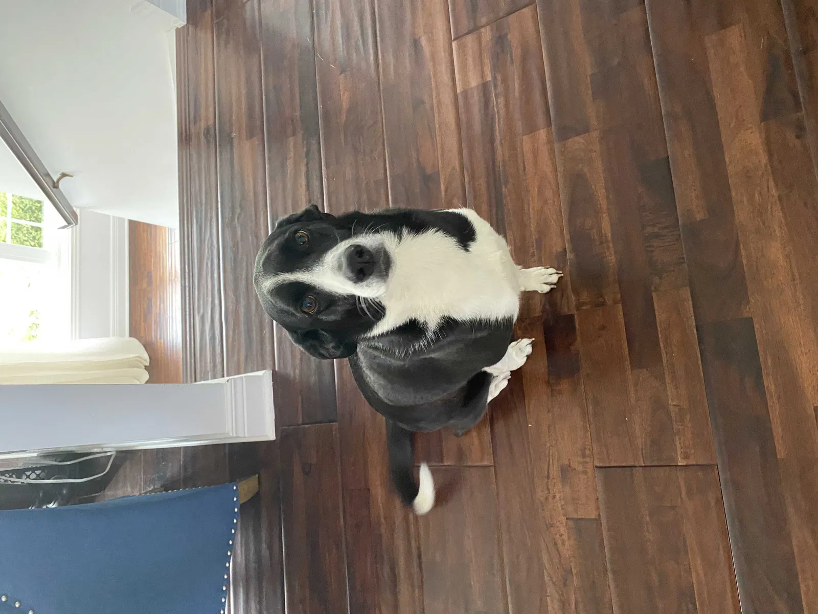 Lost dog in Roanoke, IN, 46783