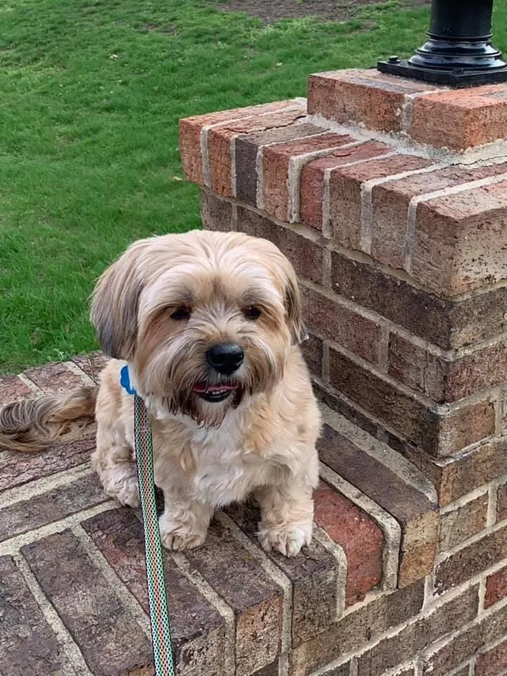 Lost dog in Williamsport, MD, 21795