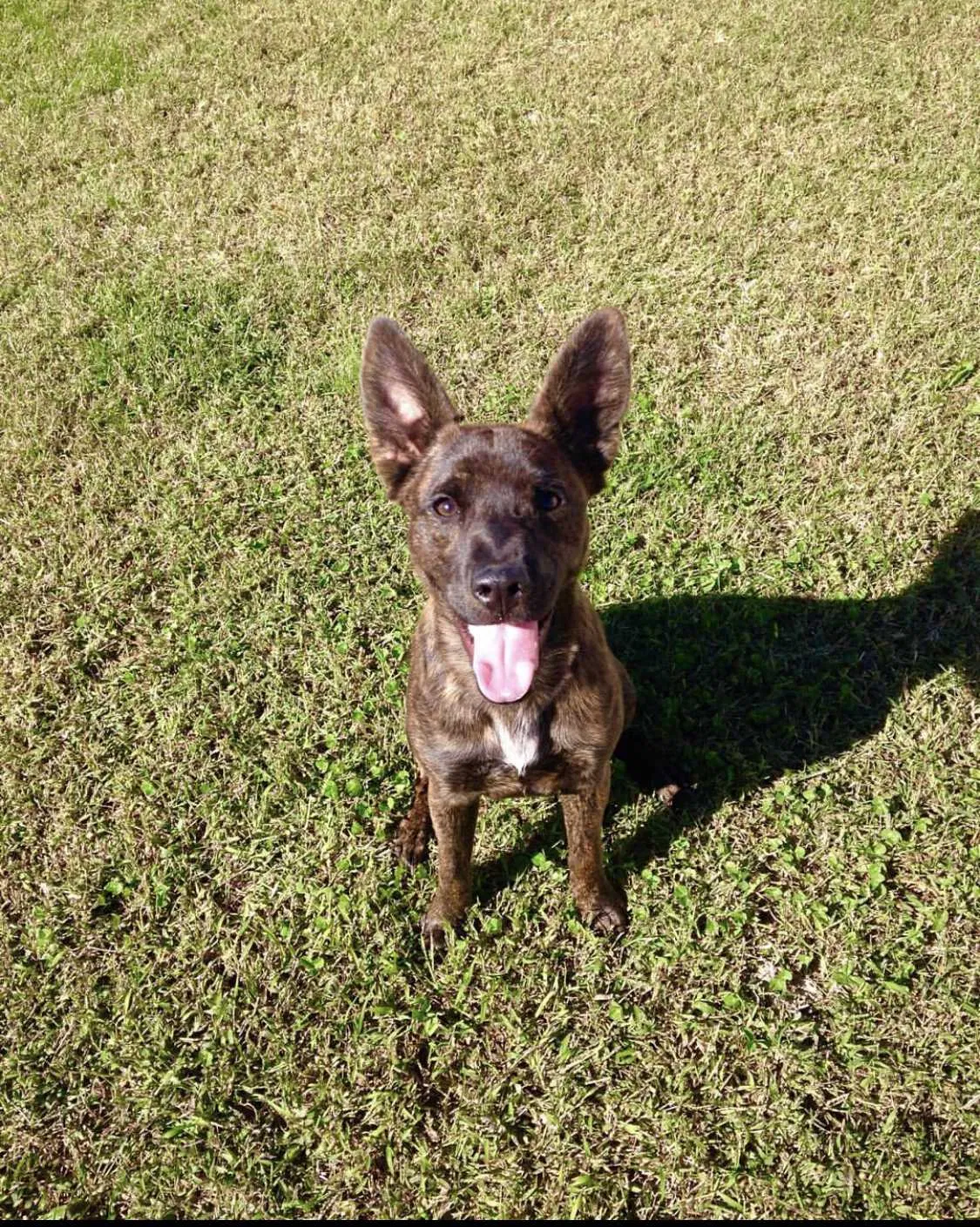 Lost dog in Chattanooga, TN, 37416
