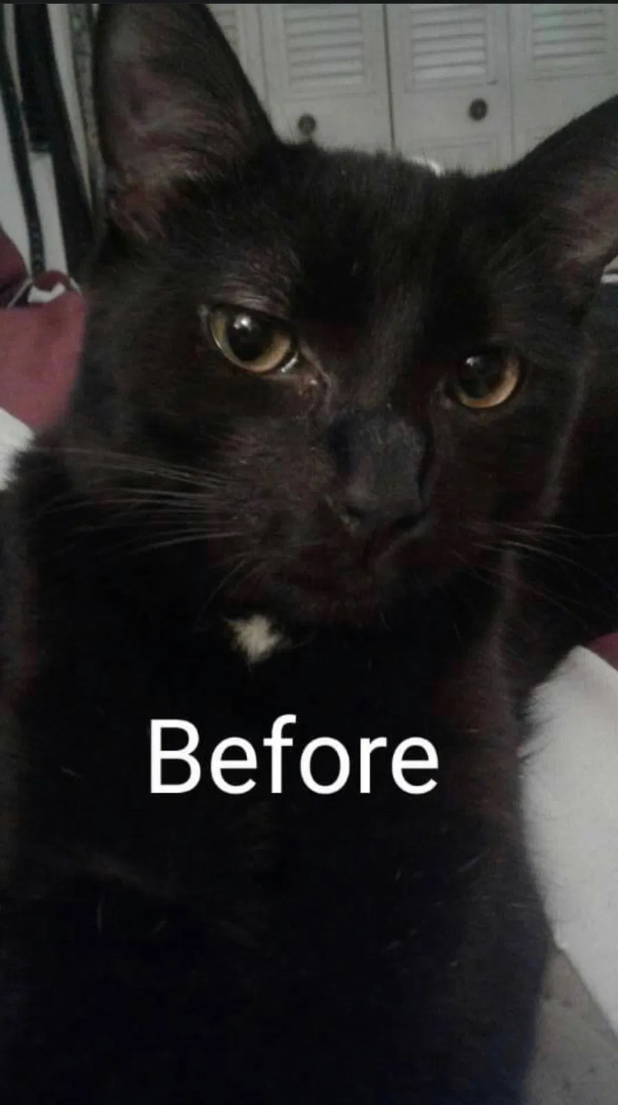 Lost cat in Cedar Rapids, IA, 52405