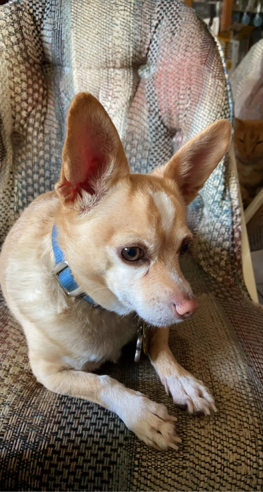 Lost dog in Prather, CA, 93651