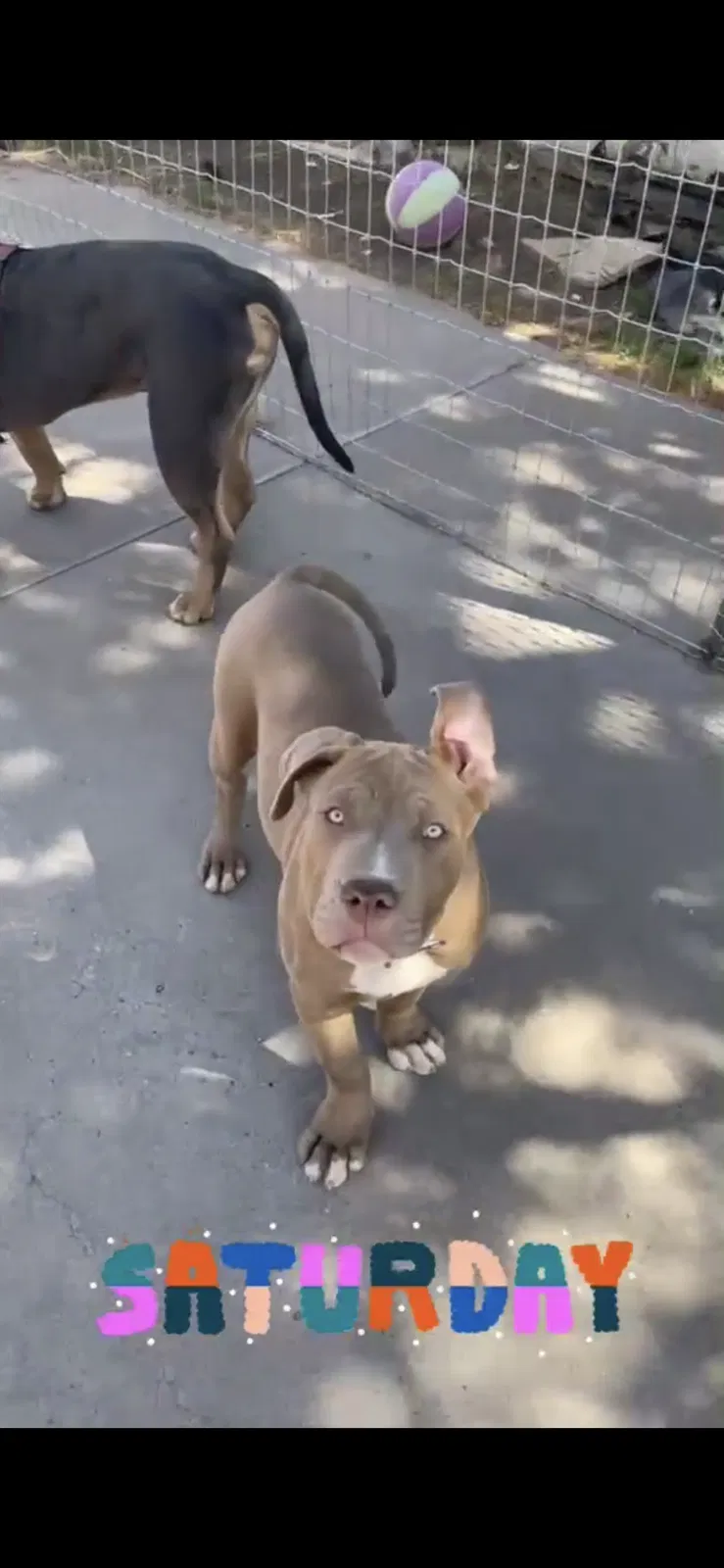 Lost dog in Albuquerque, NM, 87105