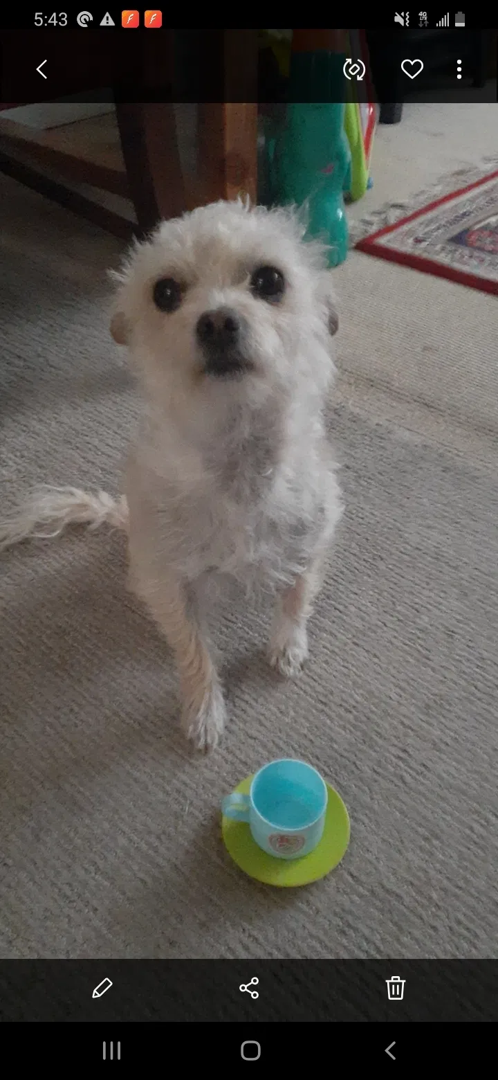 Lost dog in Salt Lake City, UT, 84120