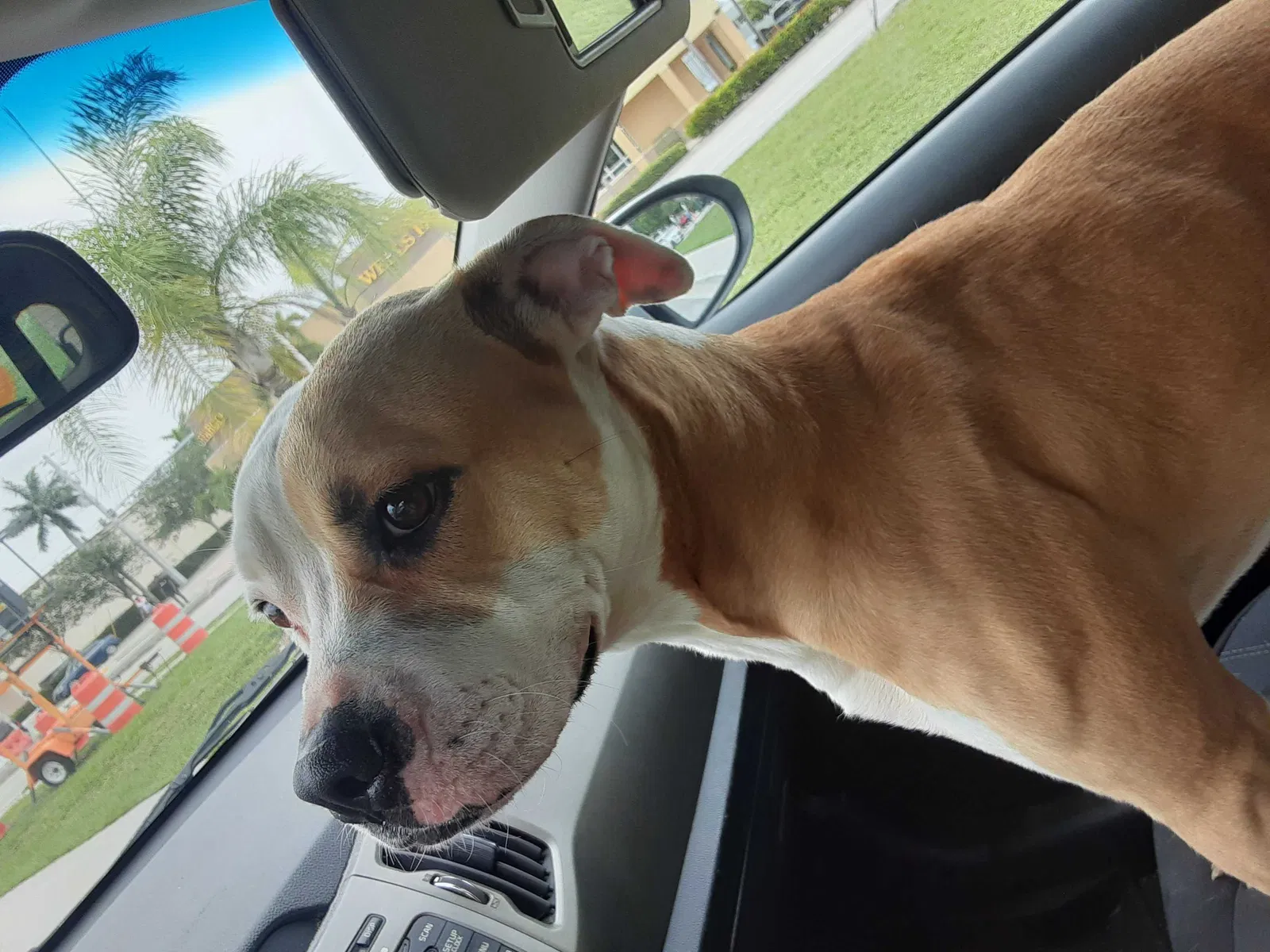 Found dog in Fort Lauderdale, FL, 33311