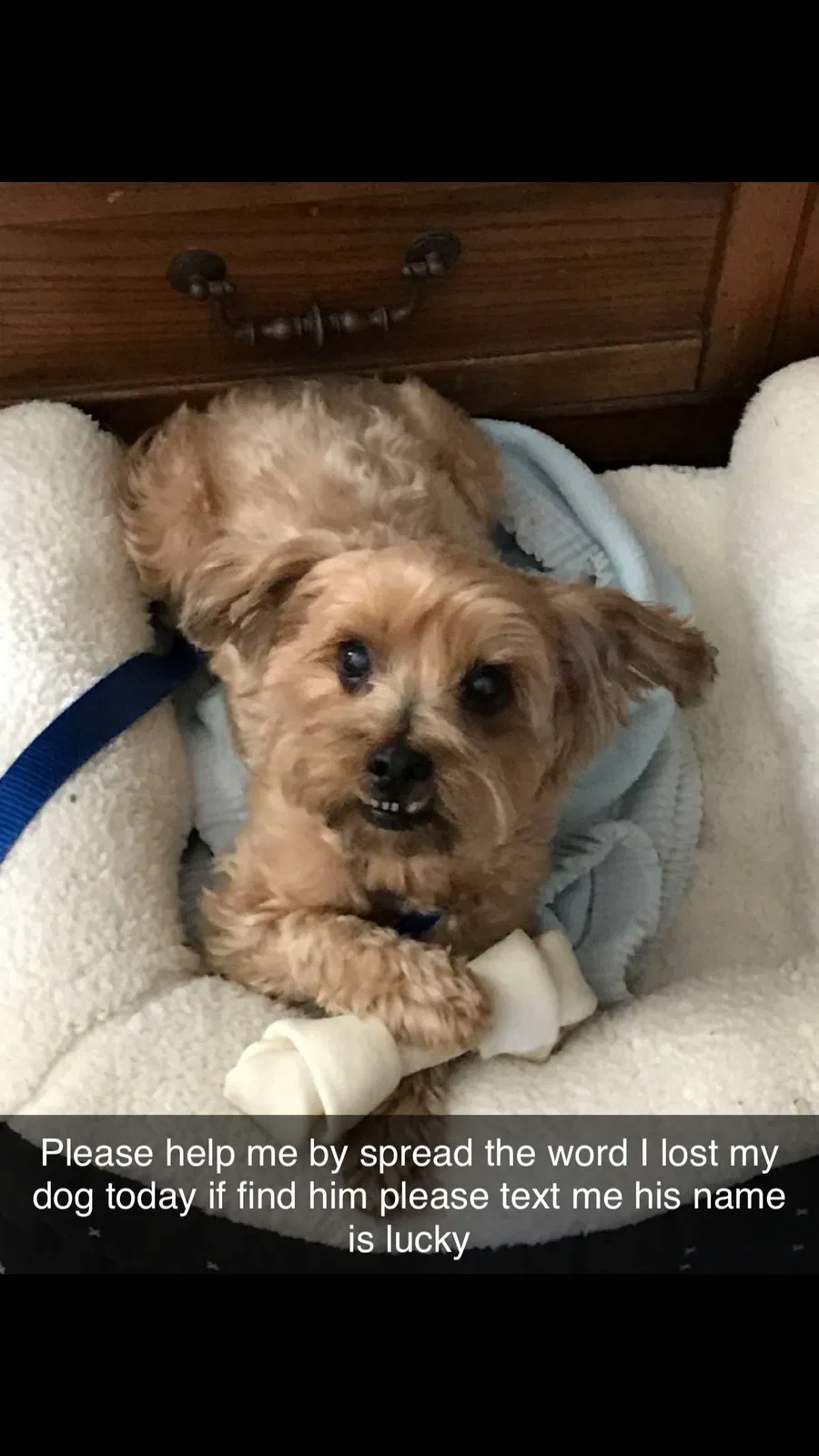 Lost dog in Santa Ana, CA, 92704
