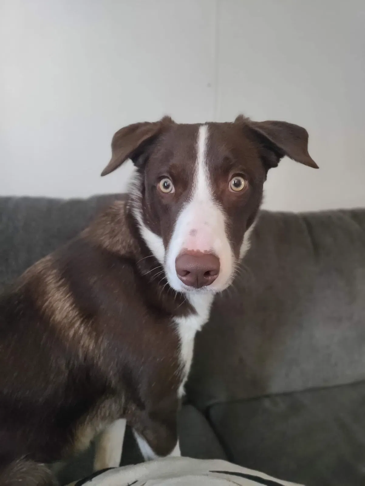 Lost dog in Fort Wayne, IN, 46808
