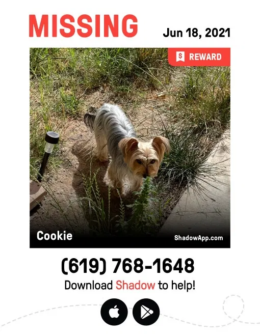 Lost dog in San Diego, CA, 92113