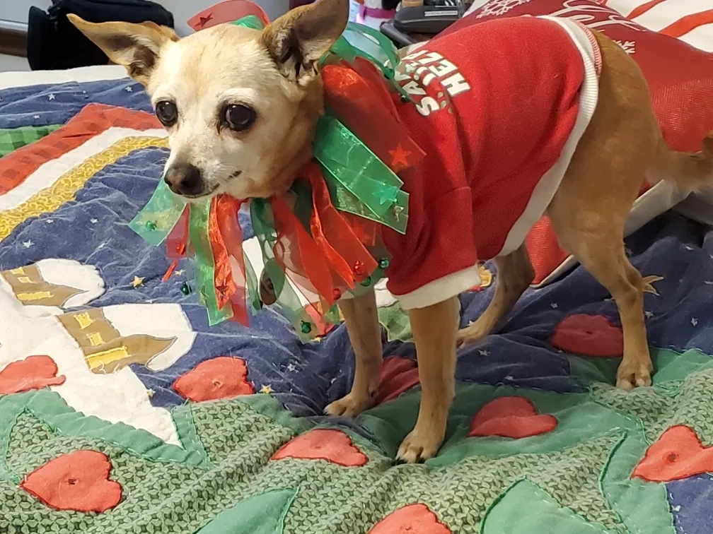 Lost dog in Houston, TX, 77070
