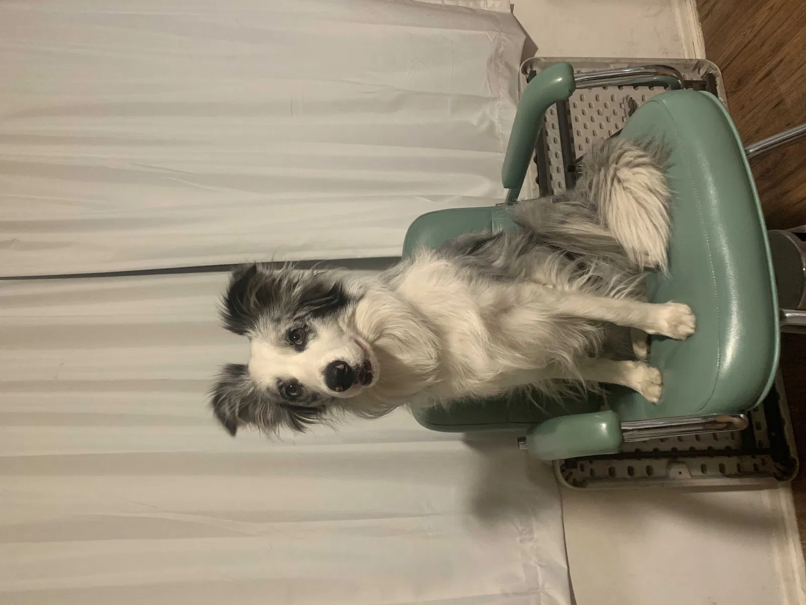 Lost dog in Pacoima, CA, 91331