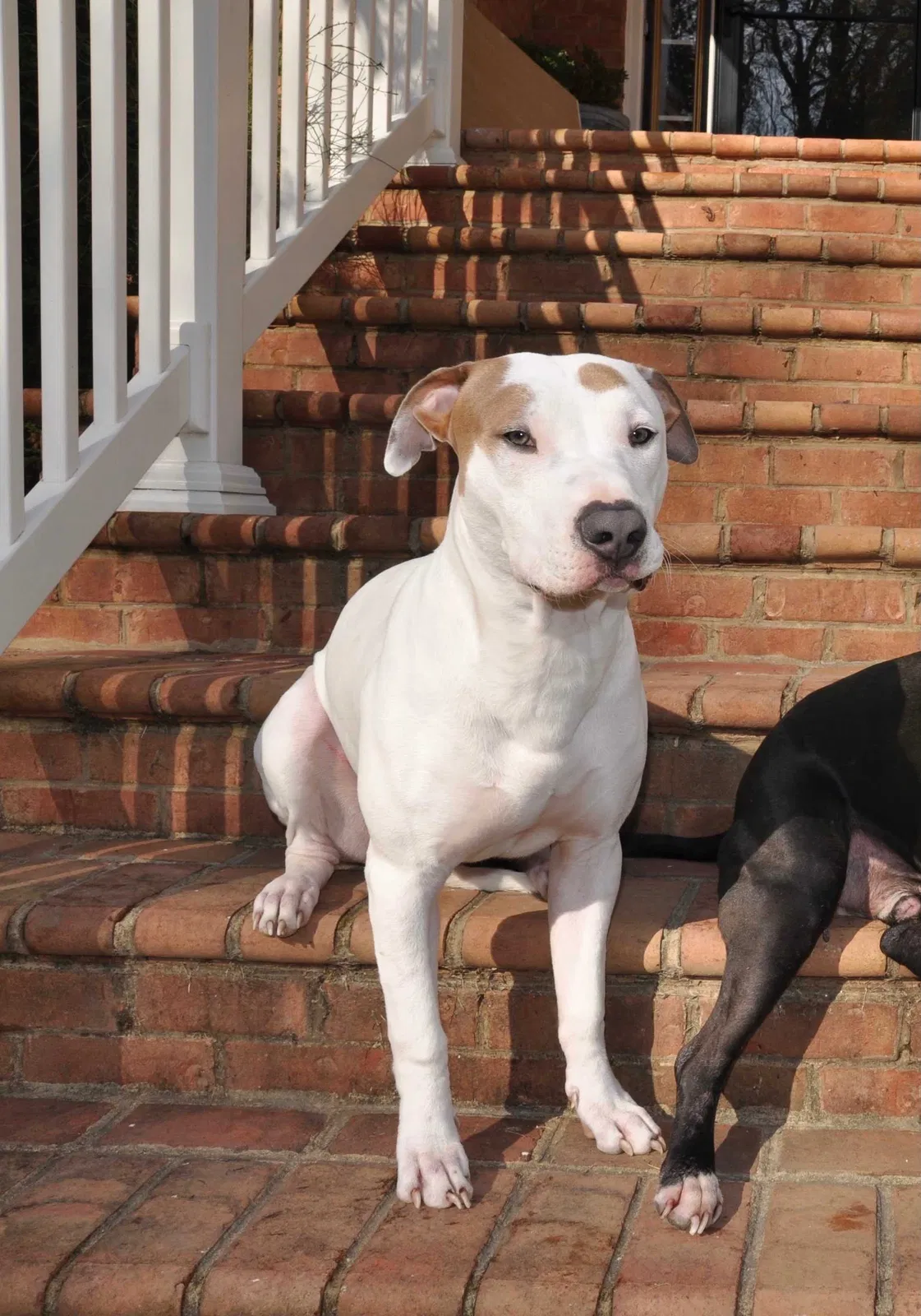 Lost dog in Alexandria, VA, 22315