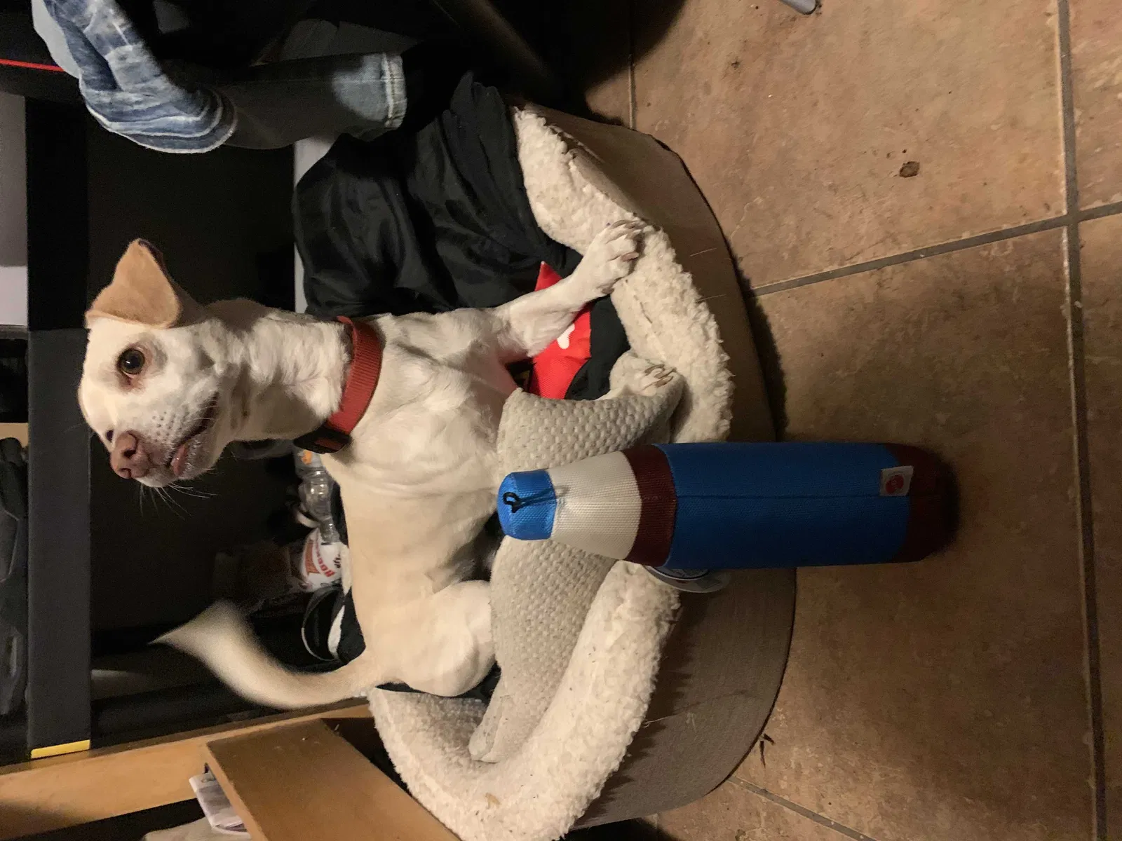 Lost dog in Oakland, CA, 94605