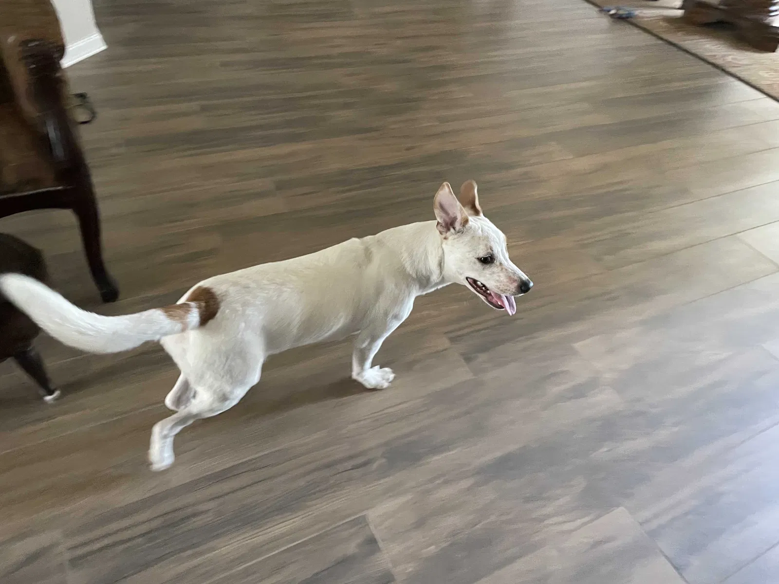 Found dog in Jacksonville, FL, 32244