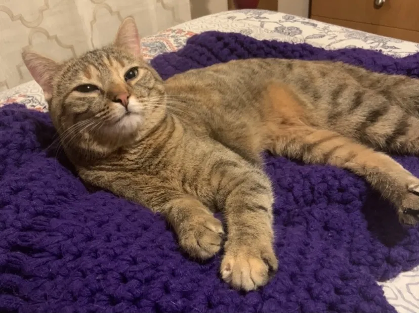 Lost cat in Muncie, IN, 47304