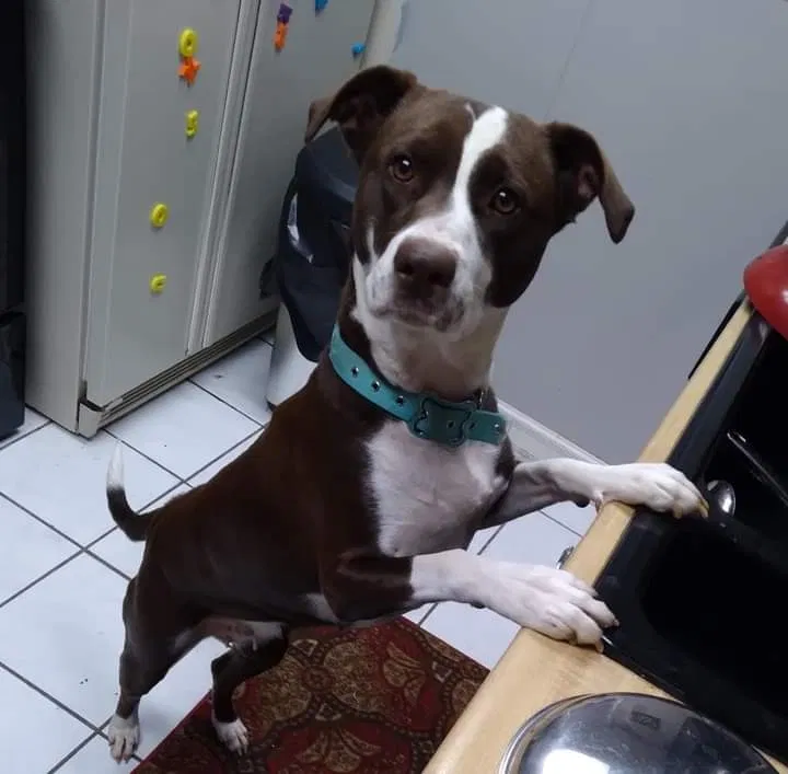 Lost dog in Hurst, TX, 76053