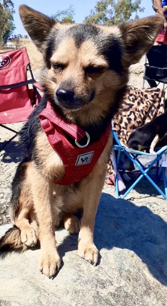 Lost dog in Merced, CA, 95341