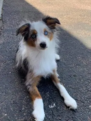 Lost dog in Colorado Springs, CO, 80918