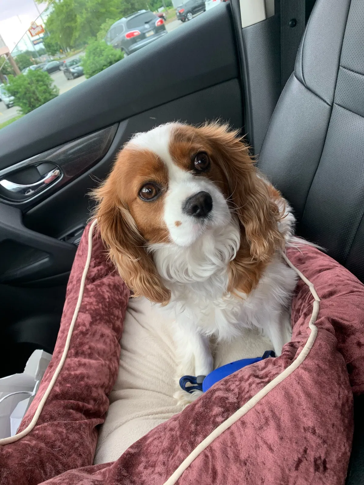 Lost dog in Franklin, TN, 37064