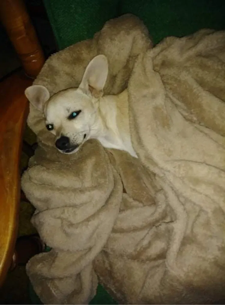 Lost dog in Omaha, NE, 68111