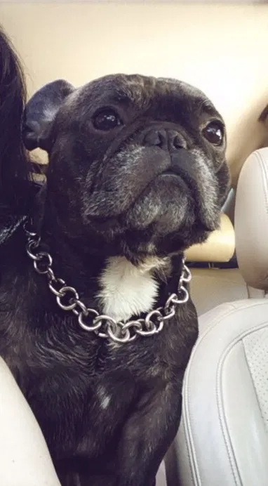 Lost dog in Fresno, CA, 93703