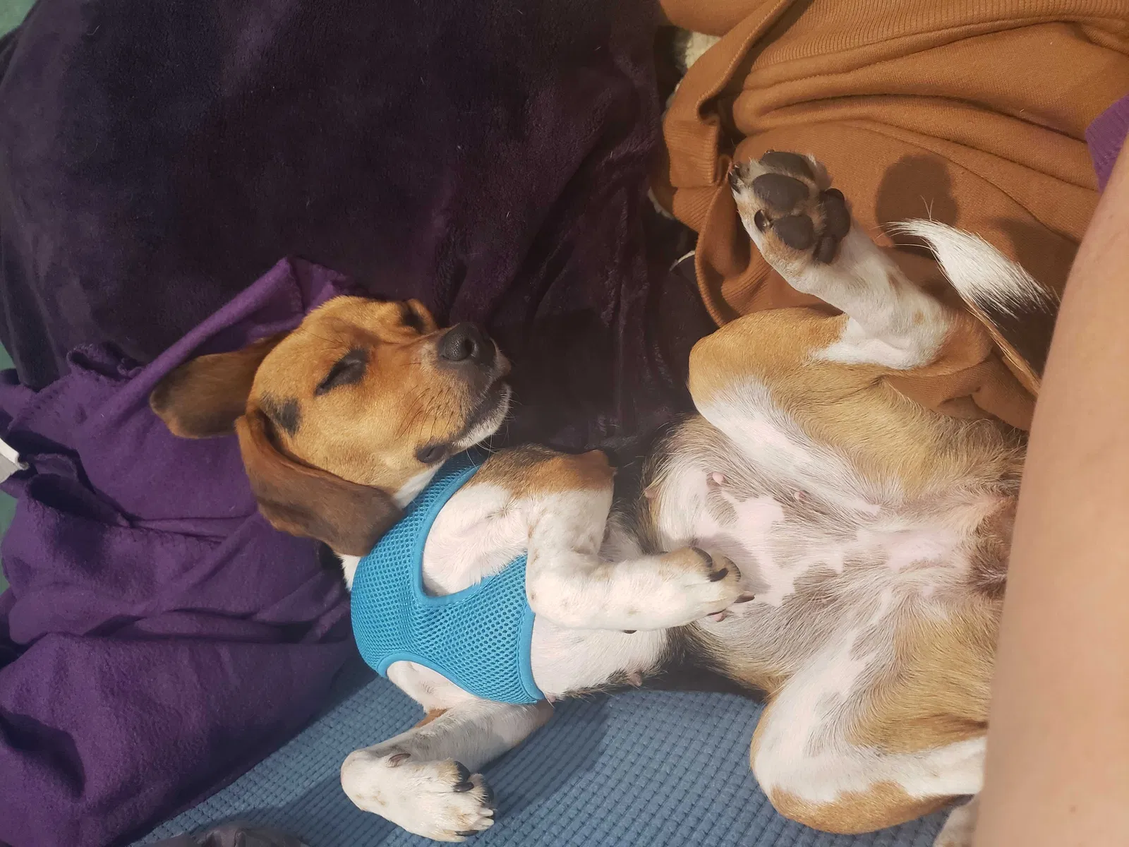 Lost dog in Riverside, CA, 92503