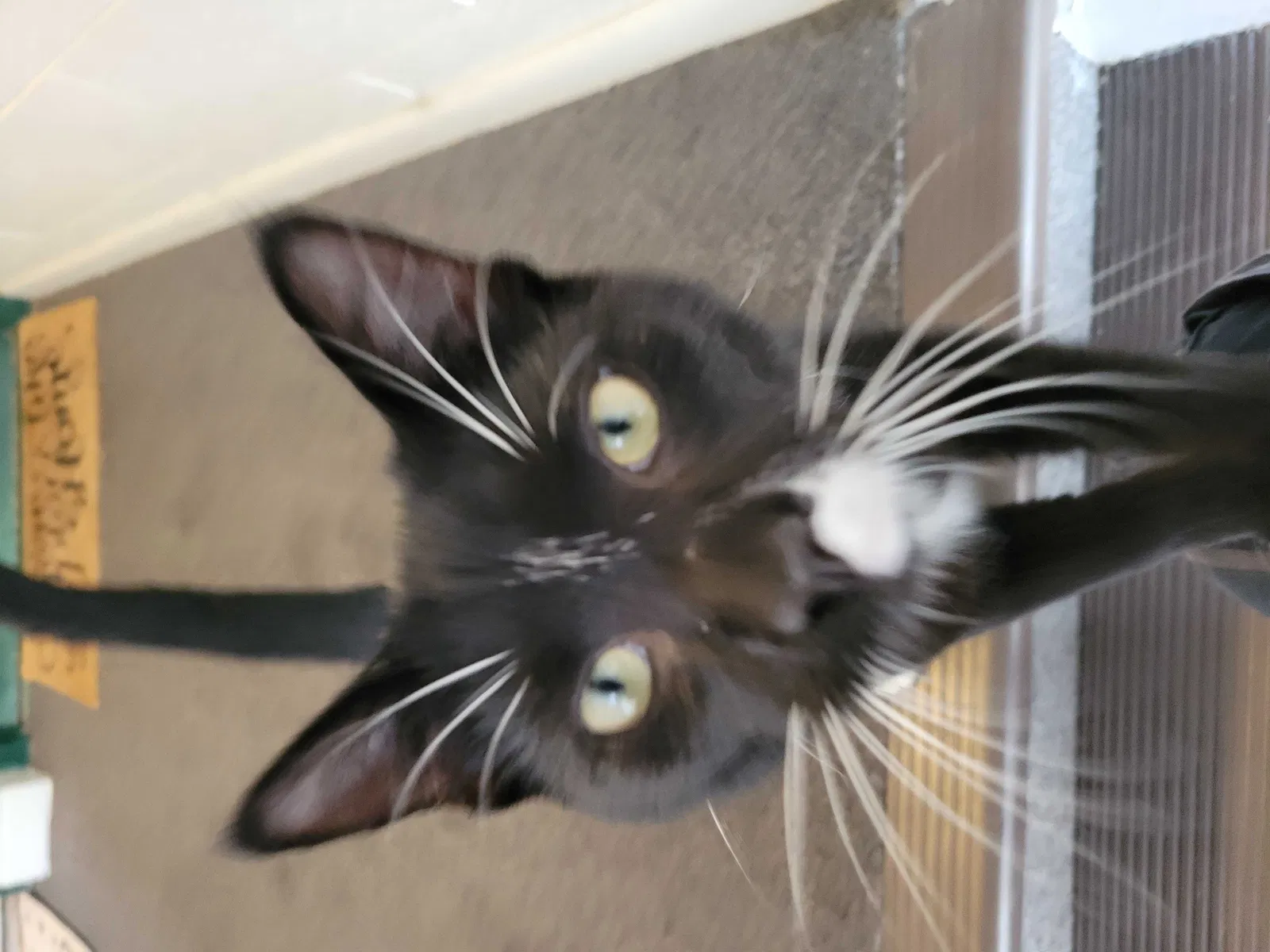 Found cat in Newark, DE, 19711