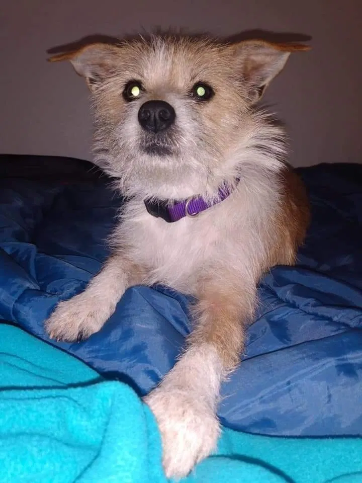 Lost dog in Eugene, OR, 97401