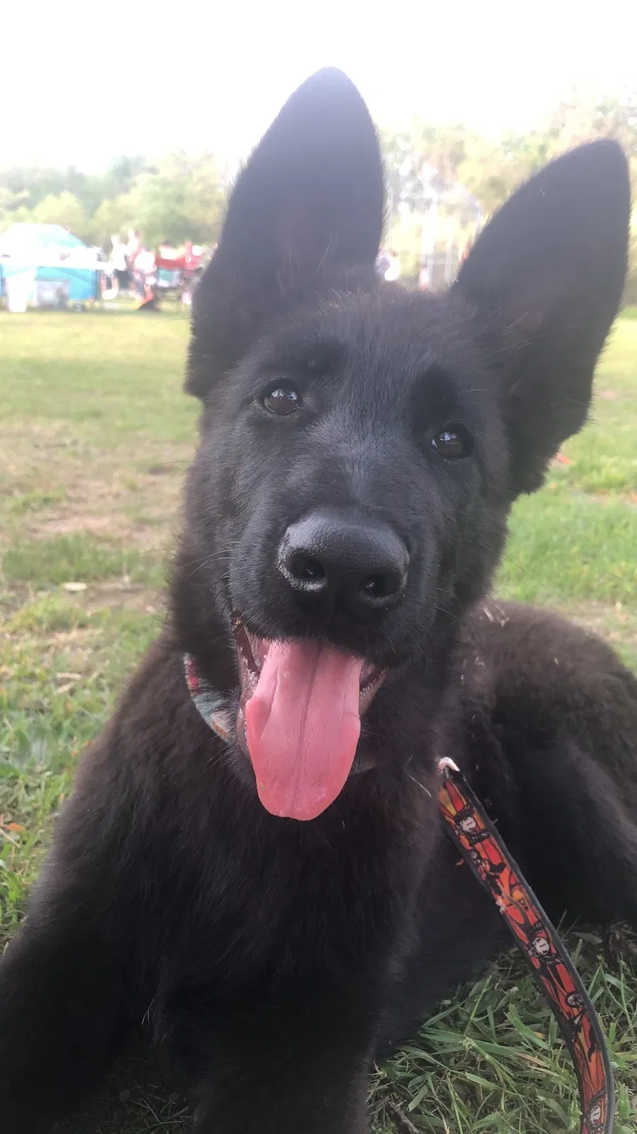 Lost dog in Fennville, MI, 49408