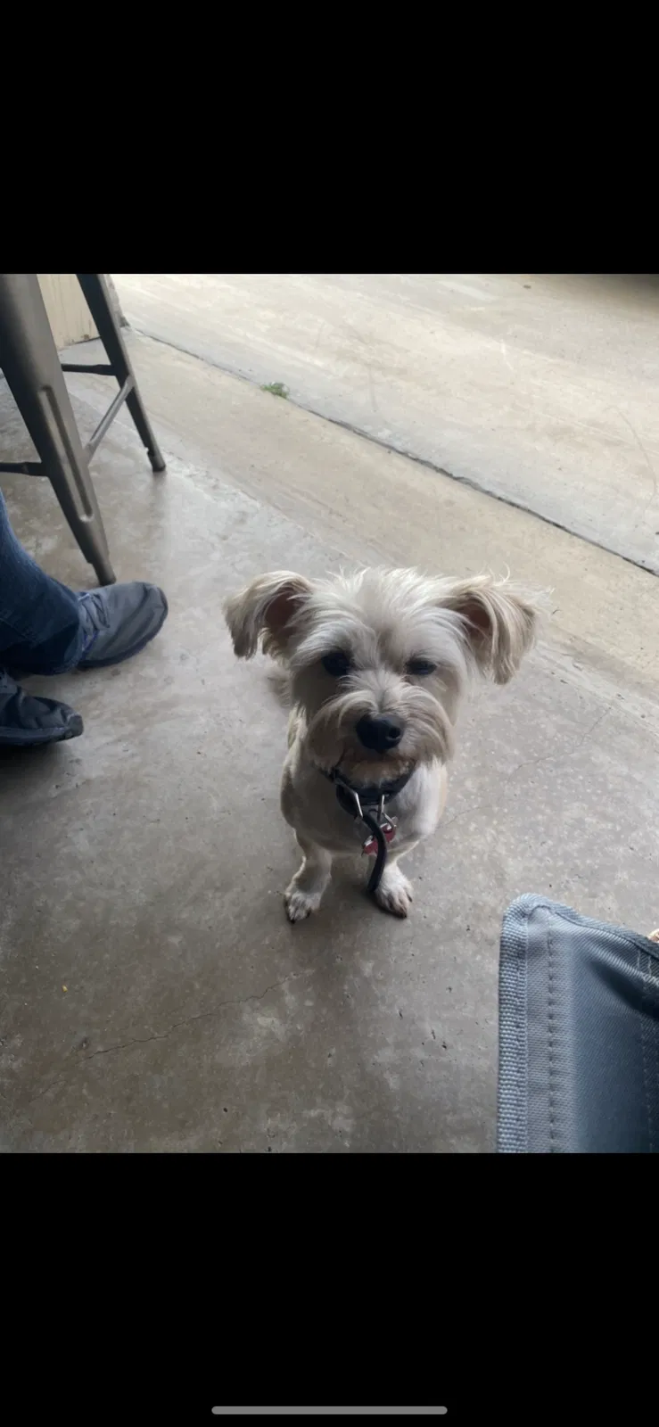 Lost dog in Mission, TX, 78574