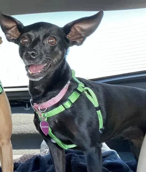 Lost dog in Valley Center, KS, 67147