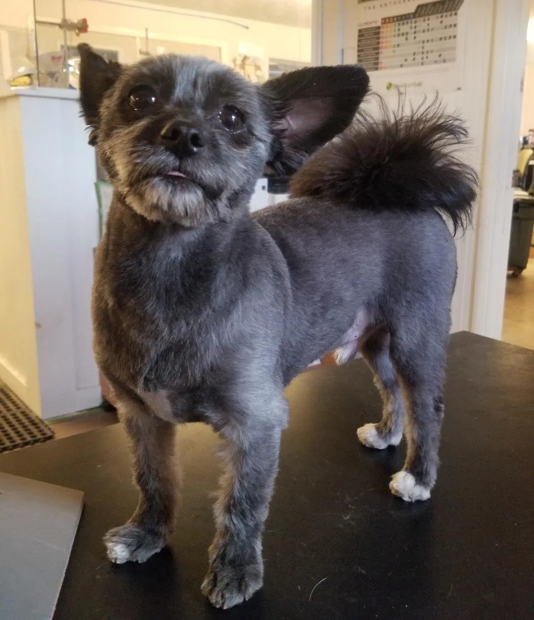 Lost dog in Salem, OR, 97303