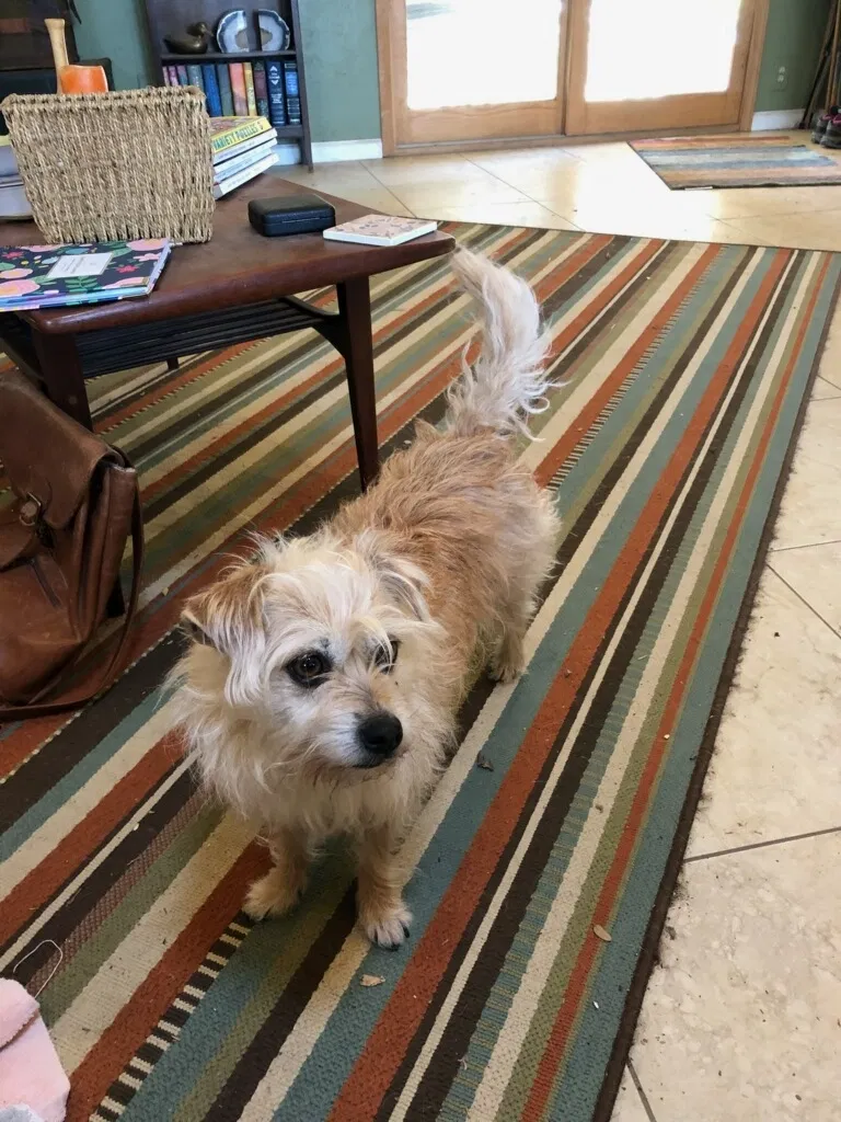 Lost dog in Three Rivers, CA, 93271