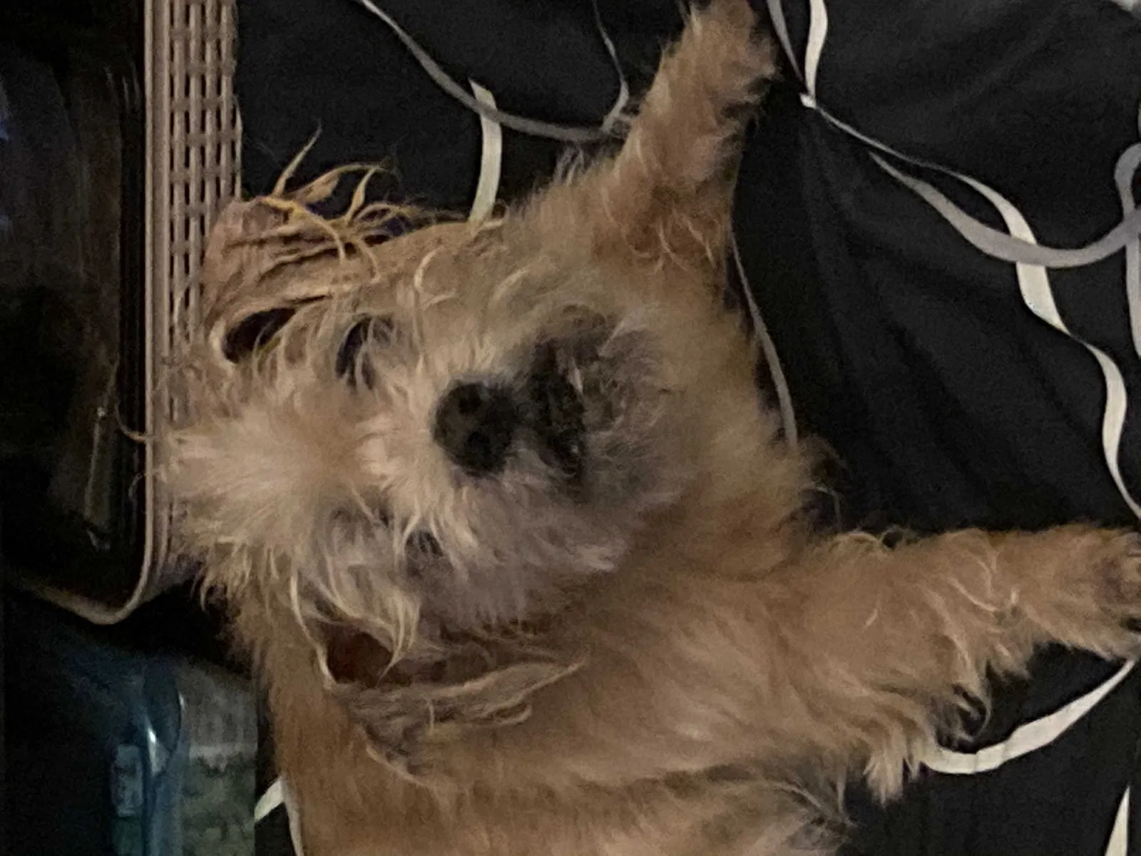 Lost dog in Port Saint Lucie, FL, 34983
